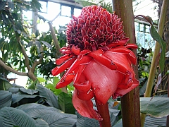 359 Longwood Gardens [2008 August 23]